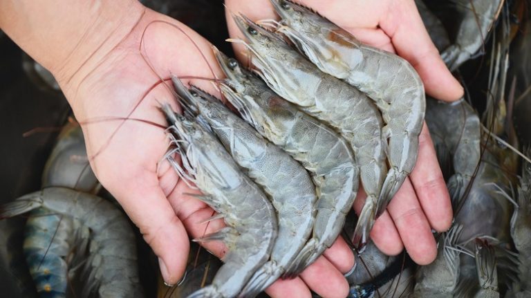 Holding giant fresh prawns