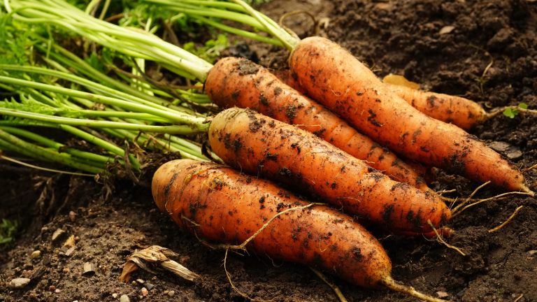 https://www.tastingtable.com/1417587/absolute-best-way-clean-carrots/